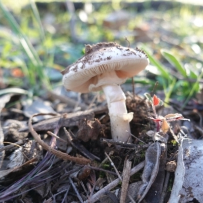 Amanita sp. (Amanita sp.) at Federal Golf Course - 6 May 2020 by JackyF