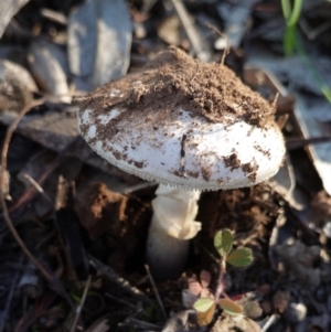 Amanita sp. at Hughes, ACT - 6 May 2020