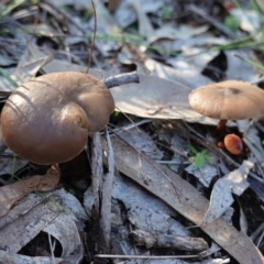 Unidentified Cap on a stem; gills below cap [mushrooms or mushroom-like] at Federal Golf Course - 6 May 2020 by JackyF