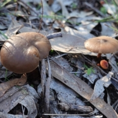Unverified Cap on a stem; gills below cap [mushrooms or mushroom-like] at Hughes, ACT - 6 May 2020 by JackyF