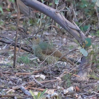 Ptilonorhynchus violaceus (Satin Bowerbird) at Hughes, ACT - 6 May 2020 by JackyF