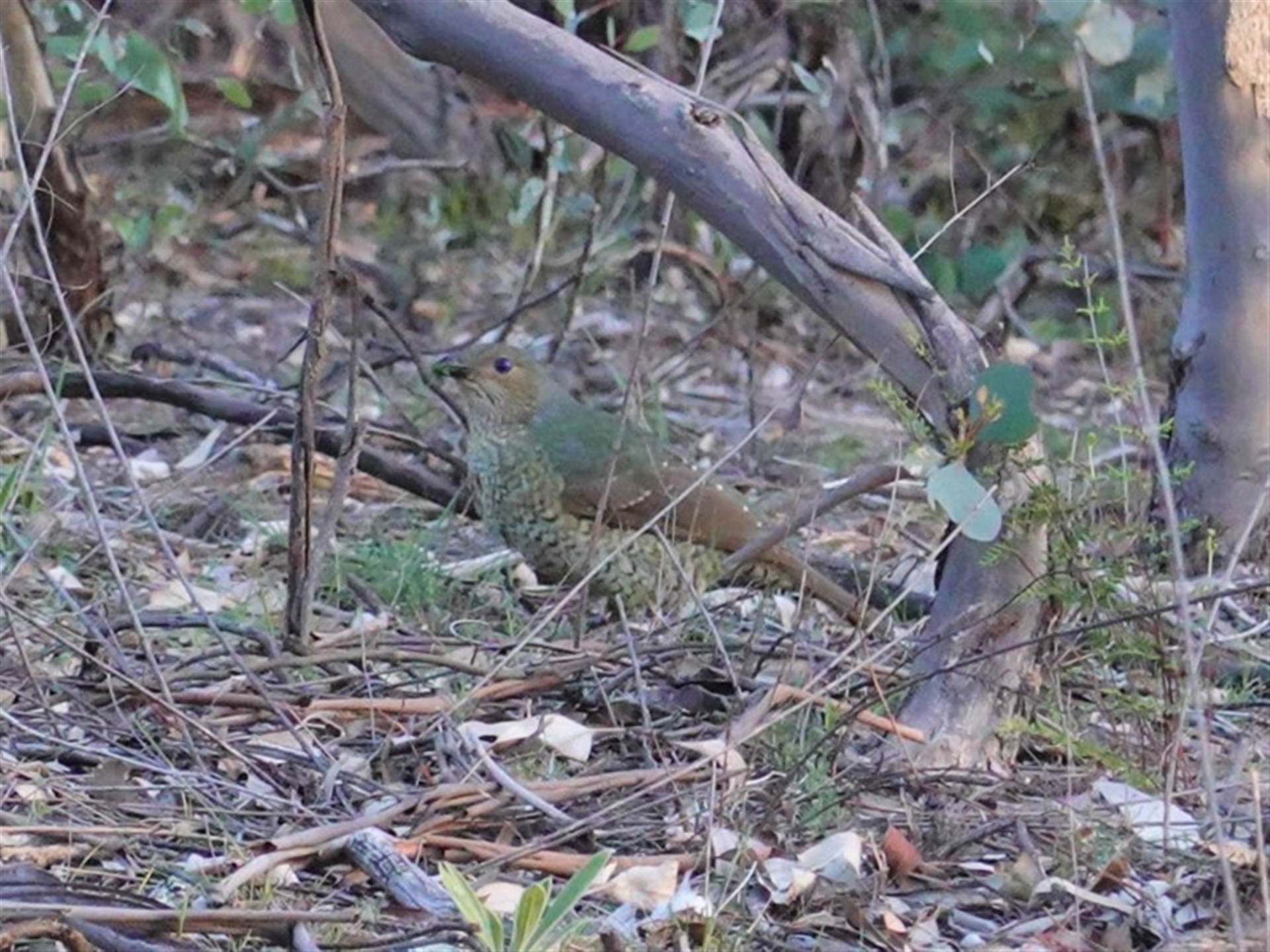 Ptilonorhynchus violaceus at Hughes, ACT - 6 May 2020 04:56 PM