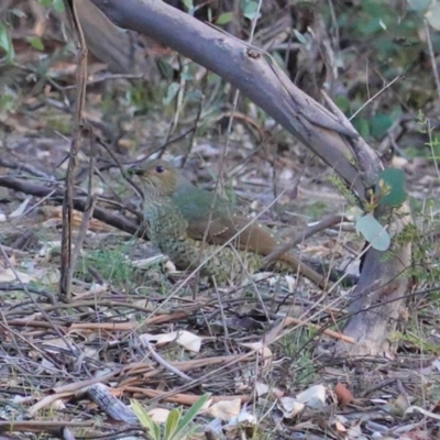 Ptilonorhynchus violaceus (Satin Bowerbird) at Federal Golf Course - 6 May 2020 by JackyF