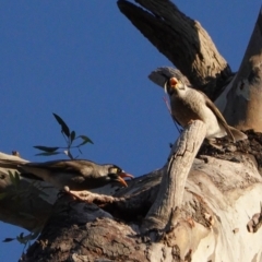 Manorina melanocephala (Noisy Miner) at Red Hill Nature Reserve - 6 May 2020 by JackyF