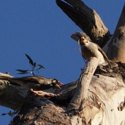 Manorina melanocephala (Noisy Miner) at Hughes, ACT - 6 May 2020 by JackyF