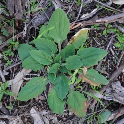 Cymbonotus sp. (preissianus or lawsonianus) (Bears Ears) at Red Hill Nature Reserve - 6 May 2020 by JackyF