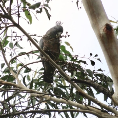 Callocephalon fimbriatum (Gang-gang Cockatoo) at Narrawallee, NSW - 7 May 2020 by Jillg