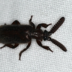 Arthropterus sp. (genus) (Ant nest beetle) at Ainslie, ACT - 24 Nov 2019 by jbromilow50