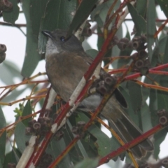 Pachycephala olivacea (Olive Whistler) at Paddys River, ACT - 2 Nov 2015 by Harrisi