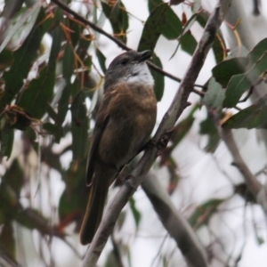 Pachycephala olivacea at Paddys River, ACT - suppressed