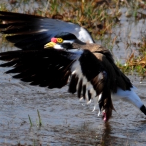 Vanellus tricolor at Hoskinstown, NSW - 6 Aug 2015