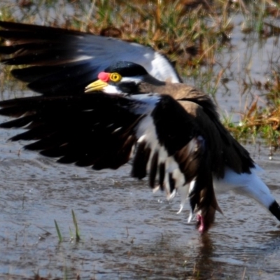 Vanellus tricolor (Banded Lapwing) at QPRC LGA - 6 Aug 2015 by Harrisi