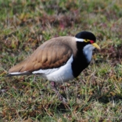 Vanellus tricolor at Hoskinstown, NSW - 6 Aug 2015 02:01 PM