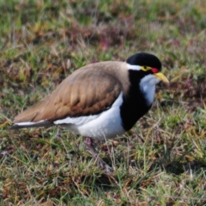 Vanellus tricolor at Hoskinstown, NSW - 6 Aug 2015