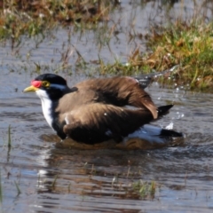 Vanellus tricolor at Hoskinstown, NSW - 6 Aug 2015