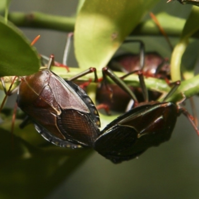 Musgraveia sulciventris (Bronze Orange Bug) at Red Hill, ACT - 31 Jan 2006 by Illilanga