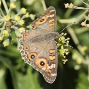 Junonia villida at Red Hill, ACT - 9 Apr 2006