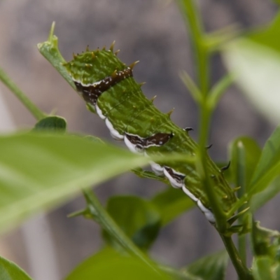 Papilio aegeus (Orchard Swallowtail, Large Citrus Butterfly) at Red Hill, ACT - 27 Feb 2008 by Illilanga