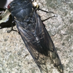 Psaltoda moerens (Redeye cicada) at Red Hill, ACT - 24 Dec 2010 by Illilanga