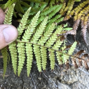 Dicksonia antarctica at Bredbo, NSW - 7 Jan 2020