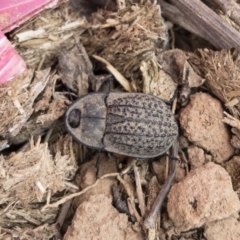 Helea ovata (Pie-dish beetle) at Michelago, NSW - 30 Nov 2019 by Illilanga