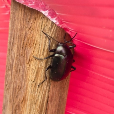 Chalcopteroides columbinus (Rainbow darkling beetle) at Illilanga & Baroona - 30 Nov 2019 by Illilanga