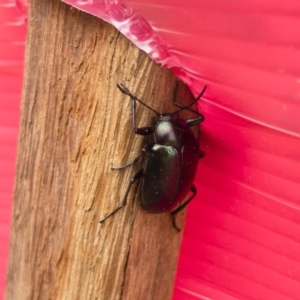 Chalcopteroides columbinus at Michelago, NSW - 30 Nov 2019