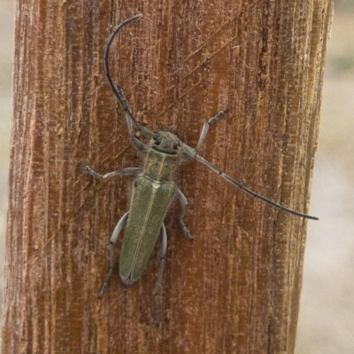 Phytoecia coerulescens (Paterson's curse stem beetle) at Illilanga & Baroona - 3 Nov 2019 by Illilanga