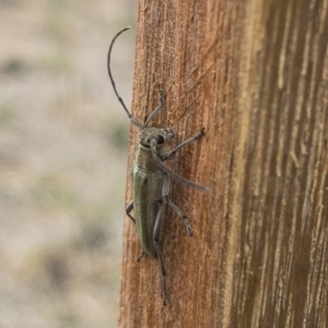 Phytoecia coerulescens at Michelago, NSW - 3 Nov 2019