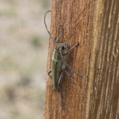 Phytoecia coerulescens at Michelago, NSW - 3 Nov 2019