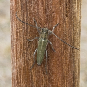 Phytoecia coerulescens at Michelago, NSW - 3 Nov 2019