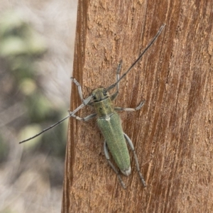 Phytoecia coerulescens at Michelago, NSW - 3 Nov 2019