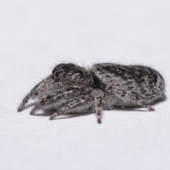 Unverified Spider at Evatt, ACT - 7 May 2020 by TimL