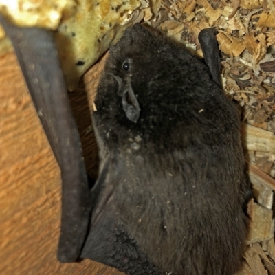 Chalinolobus gouldii (Gould's Wattled Bat) at Googong, NSW - 7 May 2020 by Wandiyali