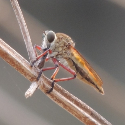 Colepia ingloria (A robber fly) at Tuggeranong DC, ACT - 15 Jan 2020 by MichaelBedingfield