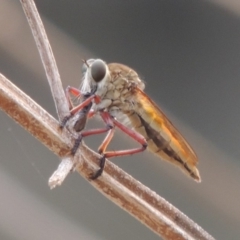 Colepia ingloria (A robber fly) at Bullen Range - 15 Jan 2020 by michaelb