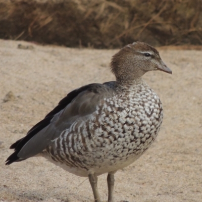 Chenonetta jubata (Australian Wood Duck) at Tuggeranong DC, ACT - 15 Jan 2020 by MichaelBedingfield