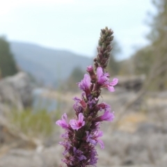 Lythrum salicaria (Purple Loosestrife) at Tuggeranong DC, ACT - 15 Jan 2020 by MichaelBedingfield