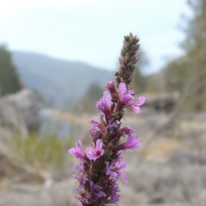 Lythrum salicaria at Tuggeranong DC, ACT - 15 Jan 2020 08:25 PM