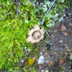 Geastrum sp. (genus) (An earthstar) at Fadden Hills Pond - 7 May 2020 by ArcherCallaway