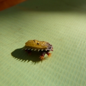 Doratifera (genus) at Tathra Public School - 8 May 2020