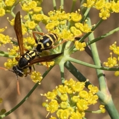 Polistes (Polistes) chinensis (Asian paper wasp) at Fyshwick, ACT - 21 Jan 2017 by PeterA