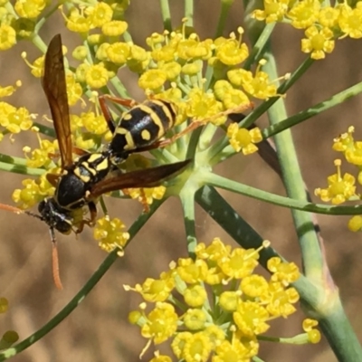 Polistes (Polistes) chinensis (Asian paper wasp) at Jerrabomberra Wetlands - 21 Jan 2017 by PeterA
