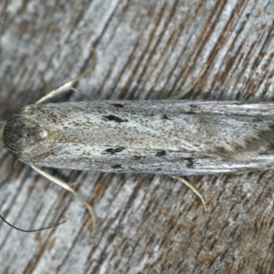 Oecophoridae provisional species 2 at Ainslie, ACT - 24 Nov 2019 by jb2602