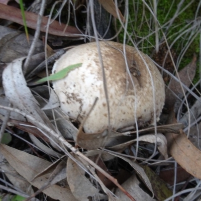 Unverified Fungus at Bruce Ridge - 8 May 2020 by AndyRussell