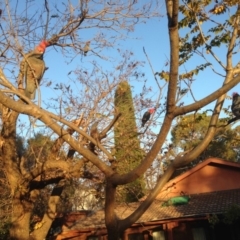 Callocephalon fimbriatum (Gang-gang Cockatoo) at Hughes, ACT - 8 May 2020 by jennyt