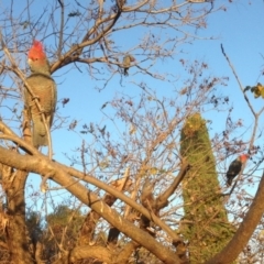 Callocephalon fimbriatum at Hughes, ACT - suppressed