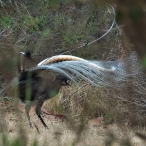 Menura novaehollandiae at Black Range, NSW - 29 Nov 2019 05:29 AM