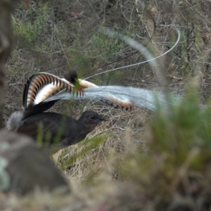 Menura novaehollandiae at Black Range, NSW - 29 Nov 2019 05:29 AM