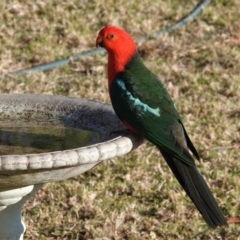 Alisterus scapularis (Australian King-Parrot) at Black Range, NSW - 12 Aug 2019 by AndrewMcCutcheon